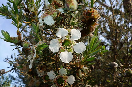 Leptospermum lanigerum fl Denzel Murfet Stipiturus CP